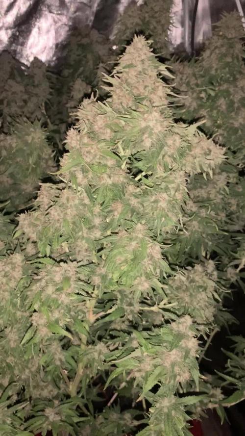 Critical XL