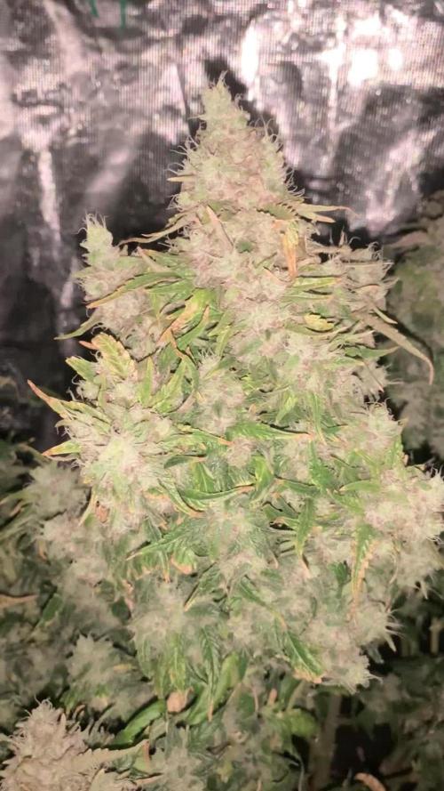Orange Dream Dutchfem