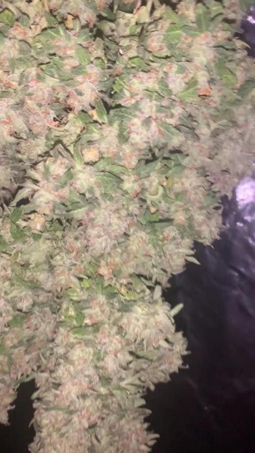 Critical XL