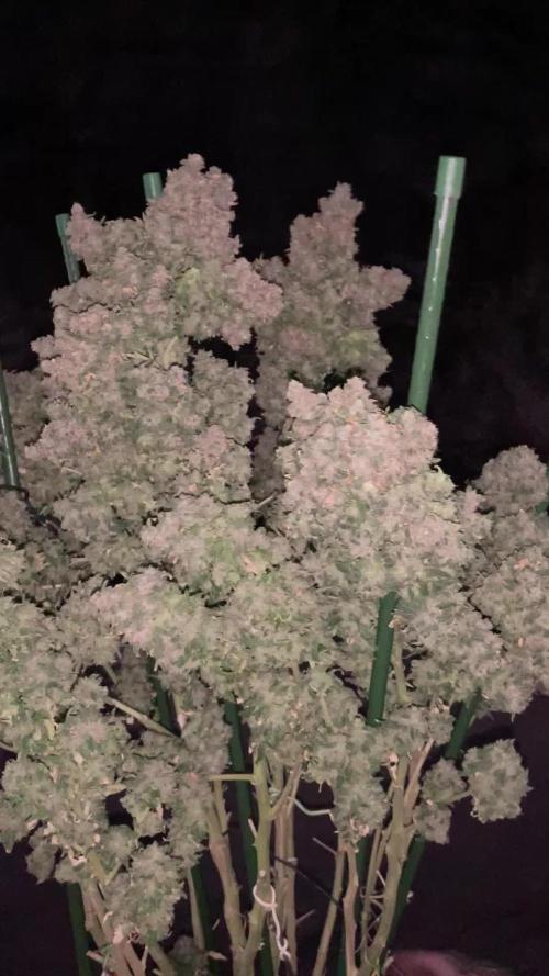 Orange Dream Dutchfem