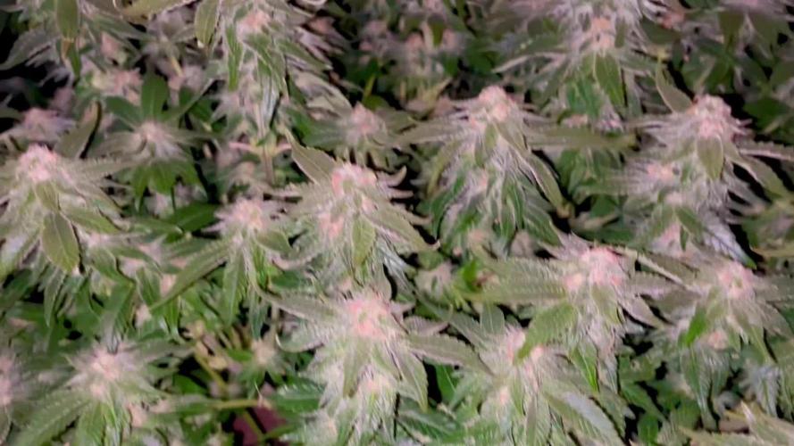 Pink Gelato