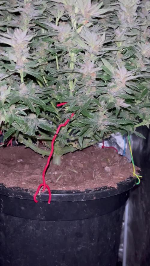 Pink Gelato