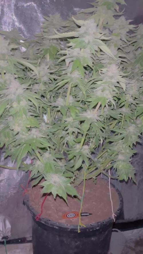 Rainbow Sherbet