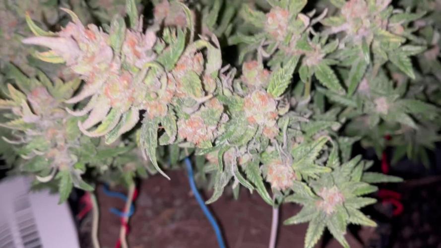 Pink Gelato