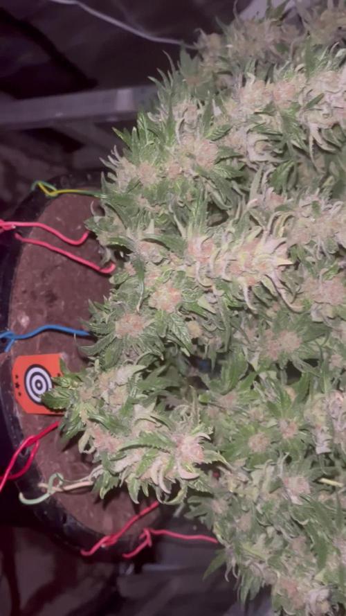 Pink Gelato
