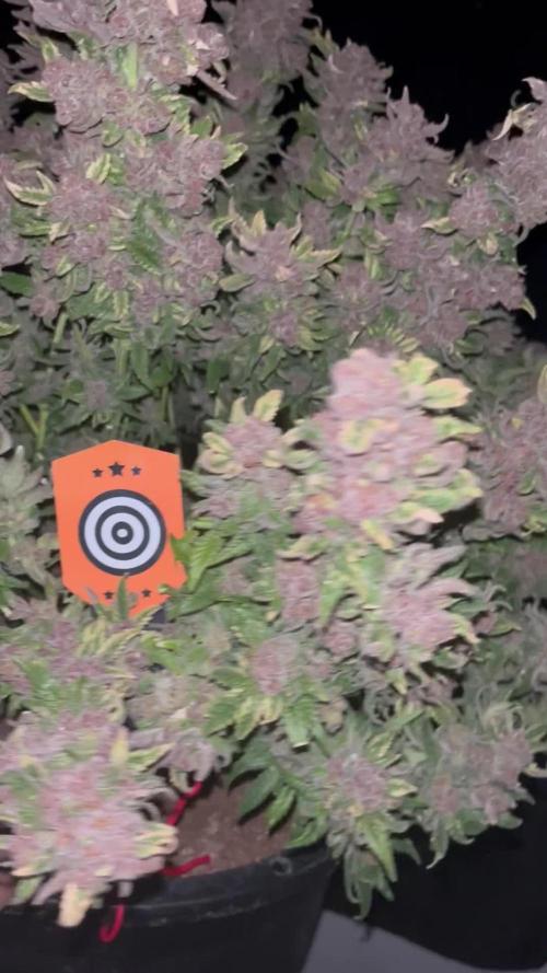 Pink Gelato