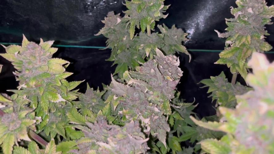 Rainbow Sherbet