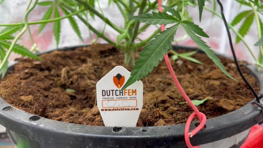 POLVORONES DE NARANJA