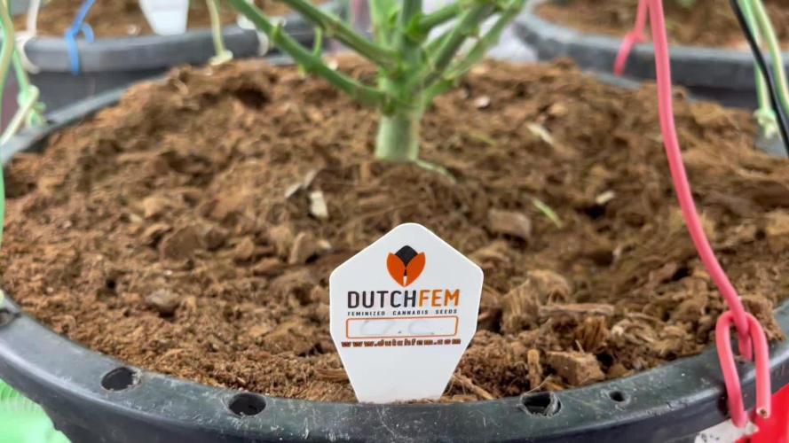 POLVORONES DE NARANJA