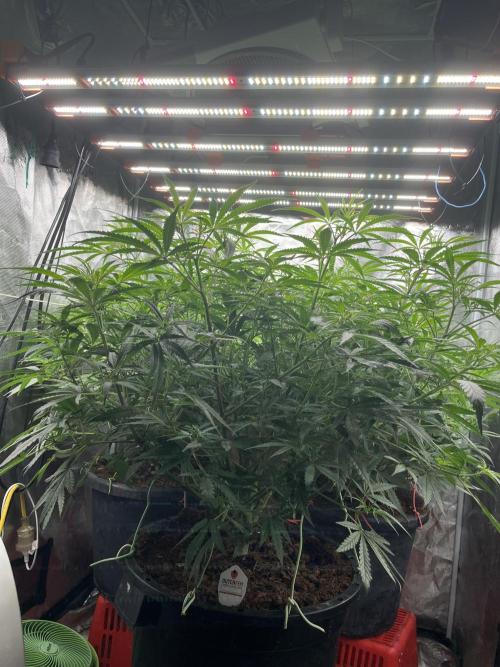 POLVORONES DE NARANJA. Week 6