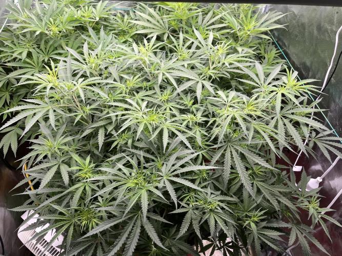 POLVORONES DE NARANJA. Week 6