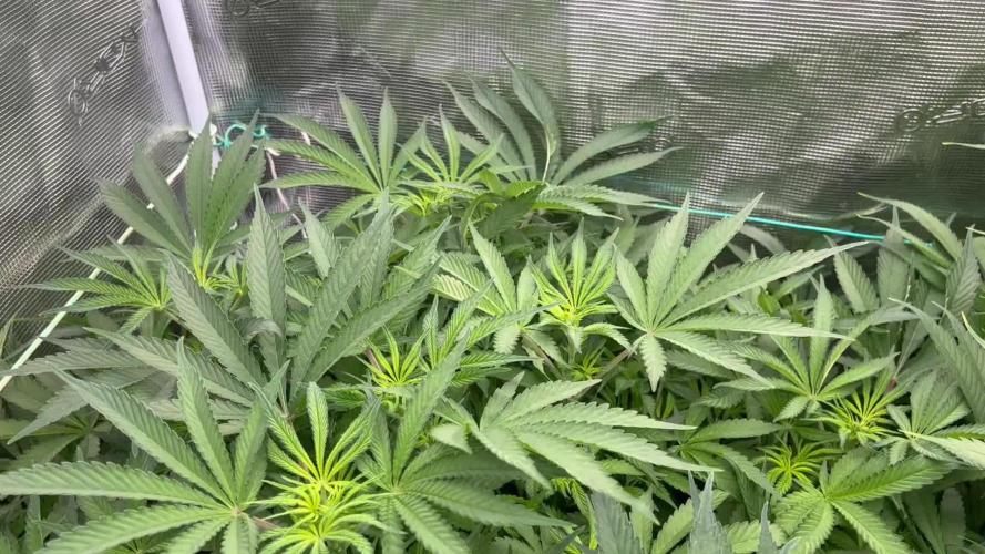 POLVORONES DE NARANJA