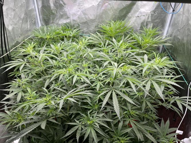 POLVORONES DE NARANJA. Week 6