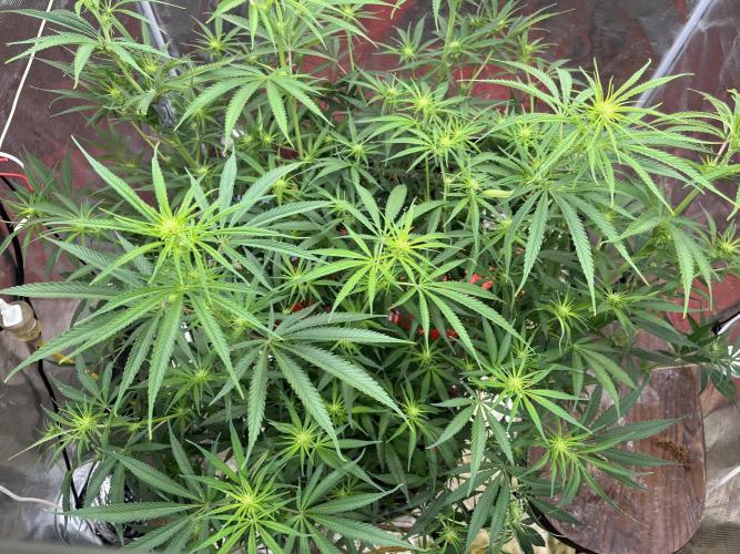 Future is here. Week 7