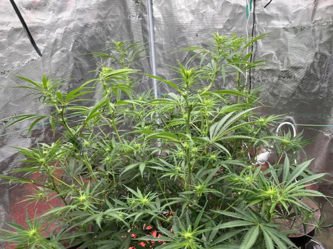 Future is here. Week 7