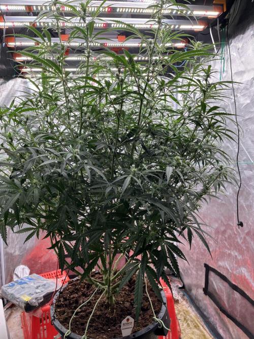 POLVORONES DE NARANJA. Week 7