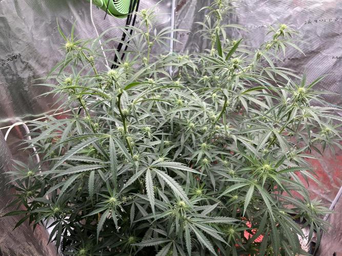 POLVORONES DE NARANJA. Week 7