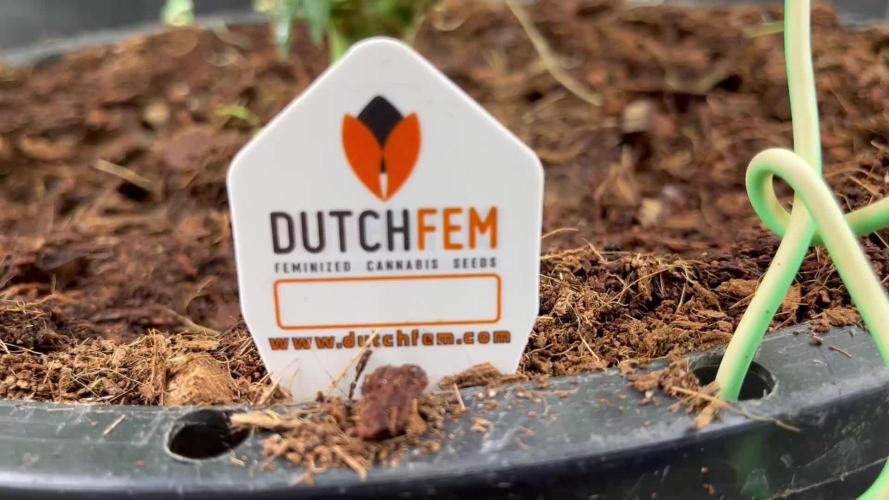 POLVORONES DE NARANJA