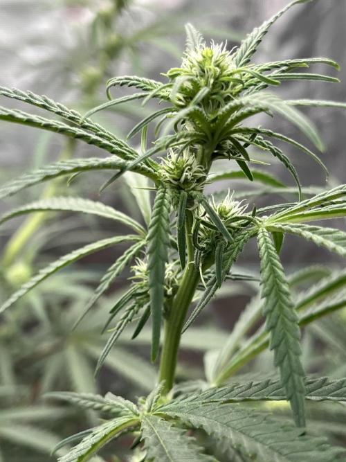 POLVORONES DE NARANJA. Week 7