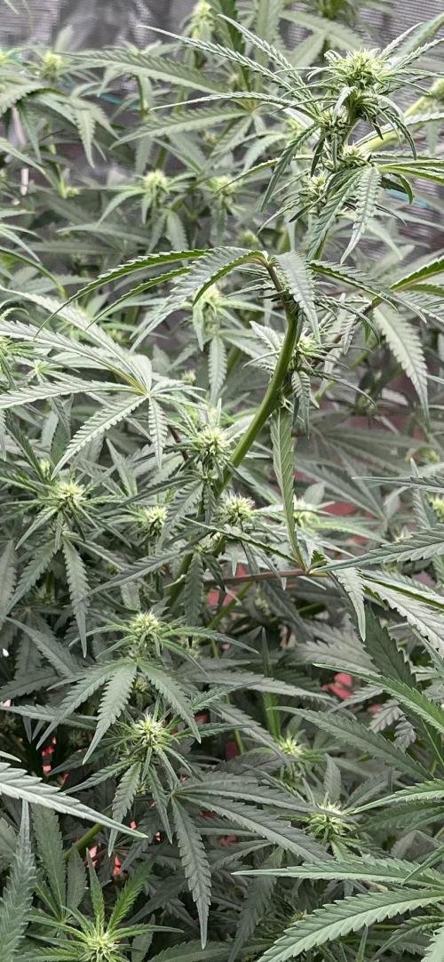 POLVORONES DE NARANJA. Week 7