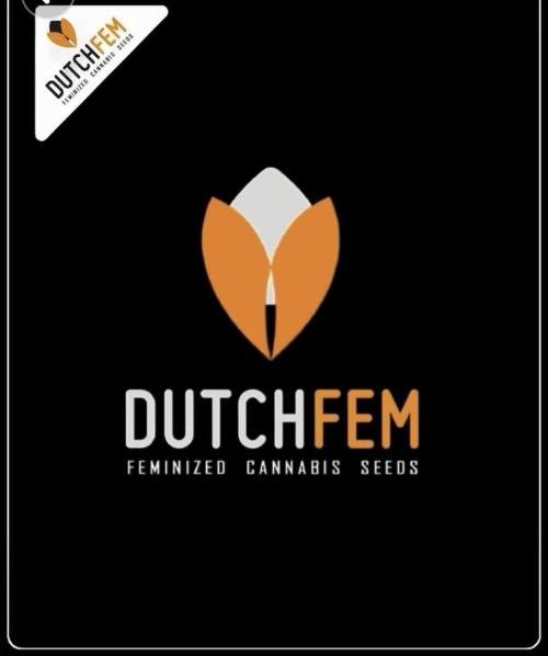 POLVORONES DE NARANJA. Week 7