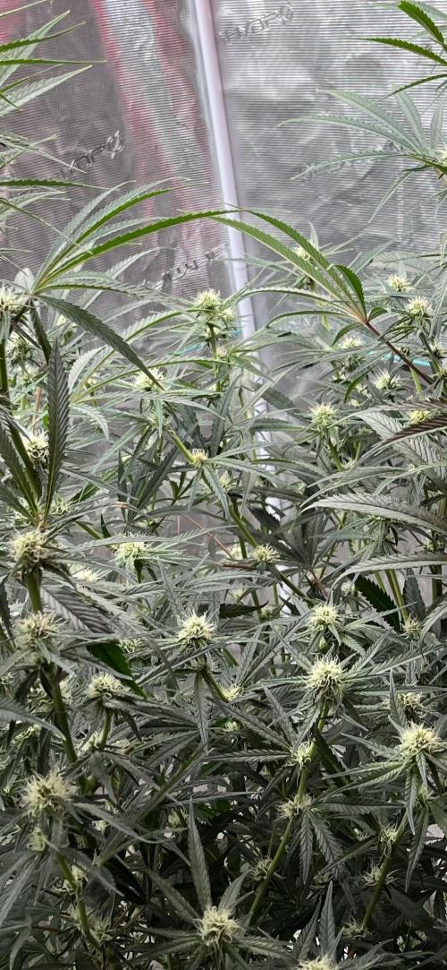 Future is here. Week 8