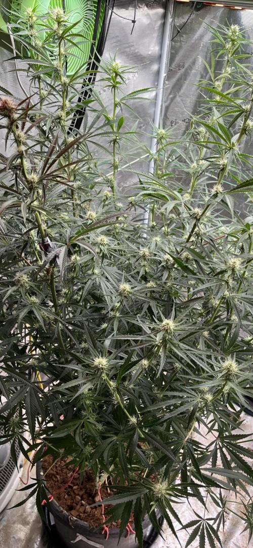 Future is here. Week 8