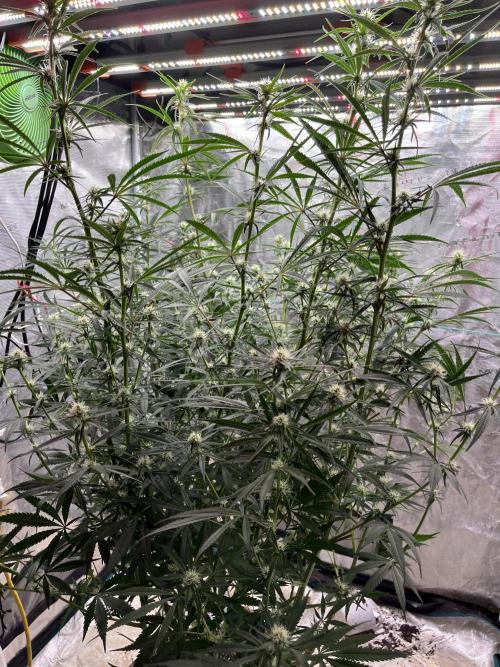 Future is here. Week 8