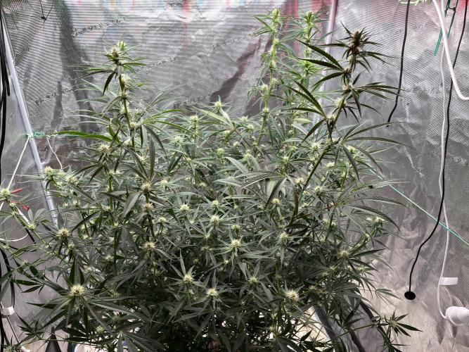 Future is here. Week 8