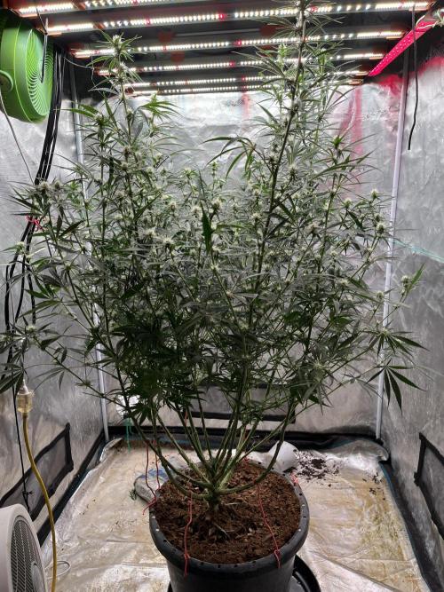 Future is here. Week 8