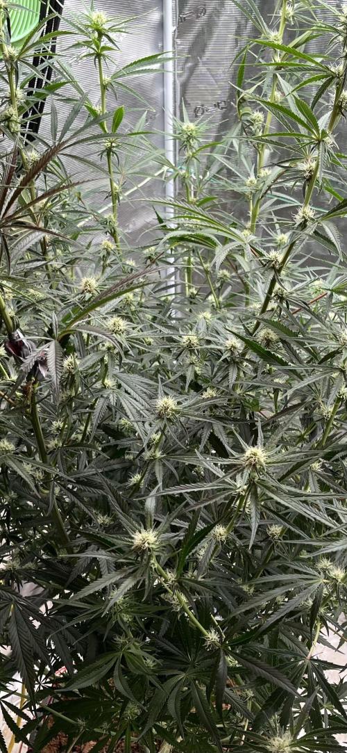 Future is here. Week 8