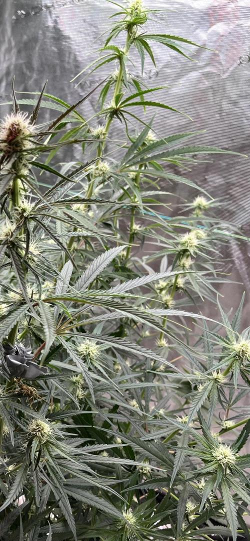 Future is here. Week 8