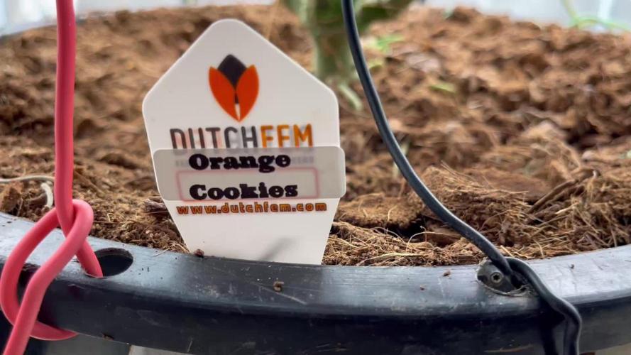 POLVORONES DE NARANJA