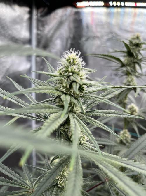 POLVORONES DE NARANJA. Week 8