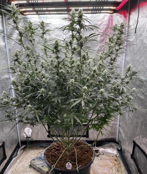 POLVORONES DE NARANJA. Week 8