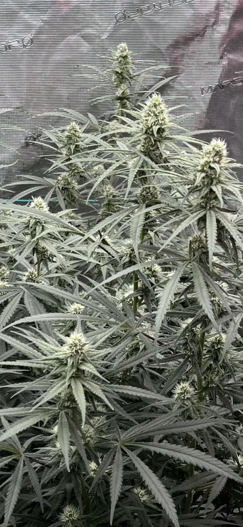 POLVORONES DE NARANJA. Week 8