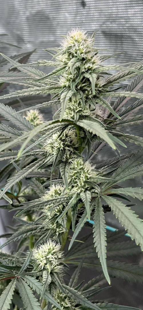 POLVORONES DE NARANJA. Week 8