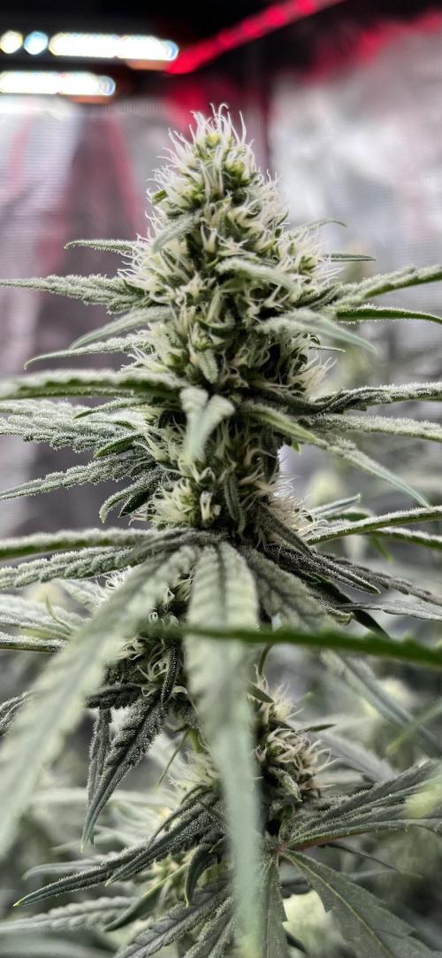 POLVORONES DE NARANJA. Week 8