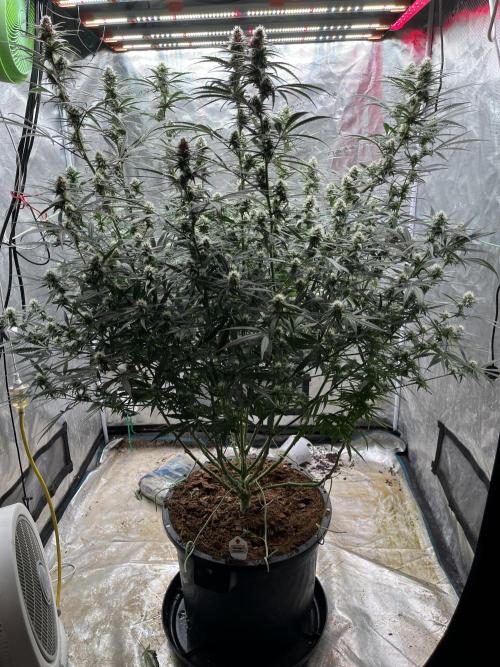 POLVORONES DE NARANJA. Week 8