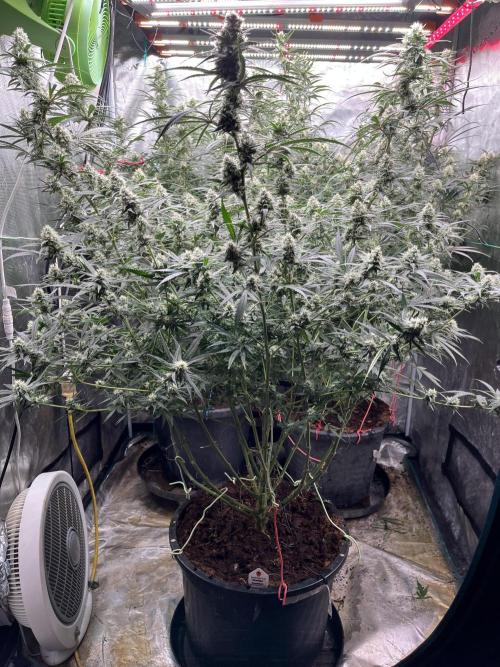 POLVORONES DE NARANJA. Week 9