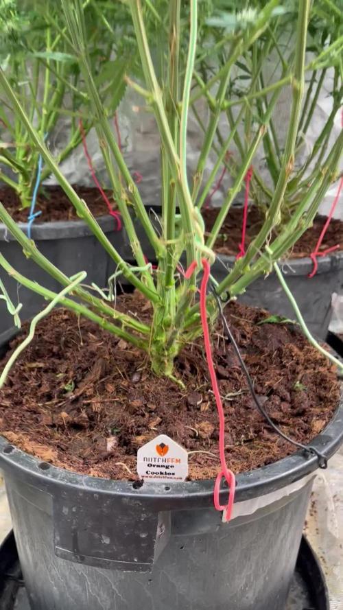 POLVORONES DE NARANJA