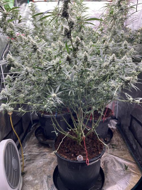 POLVORONES DE NARANJA. Week 9