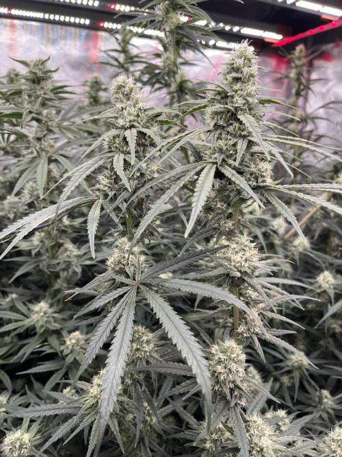 POLVORONES DE NARANJA. Week 9