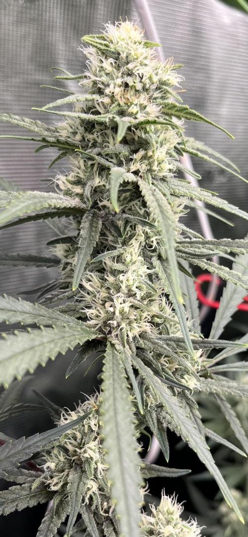 POLVORONES DE NARANJA. Week 9