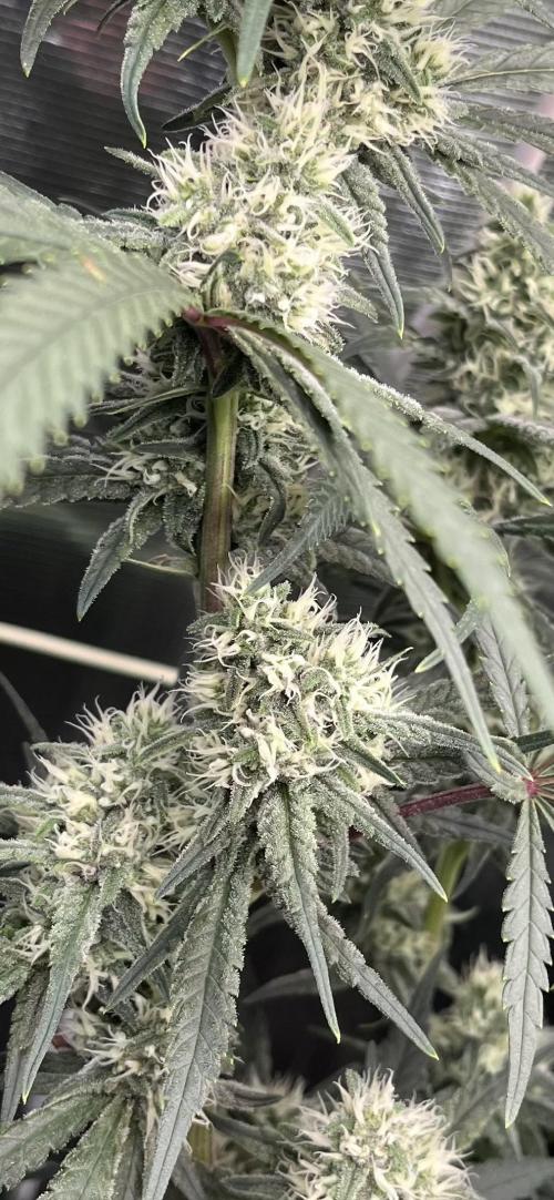 POLVORONES DE NARANJA. Week 9