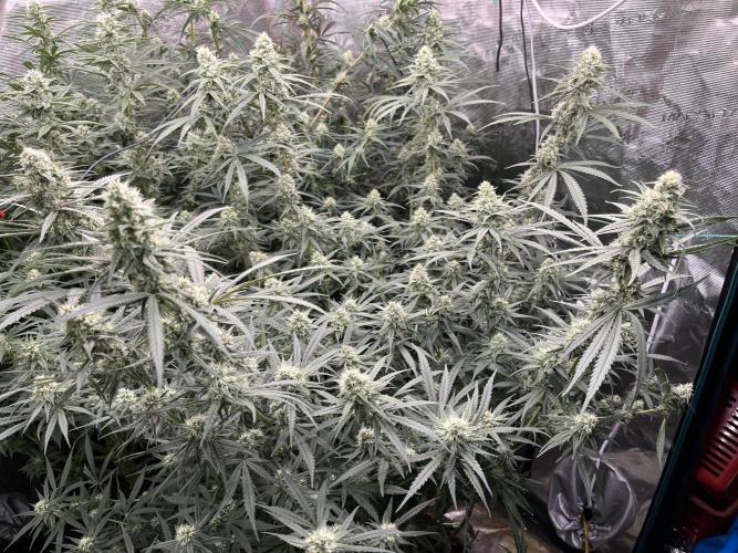 POLVORONES DE NARANJA. Week 9