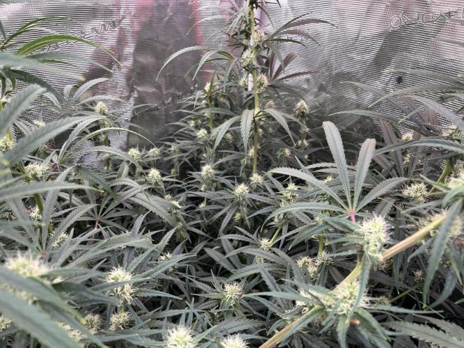 POLVORONES DE NARANJA. Week 9