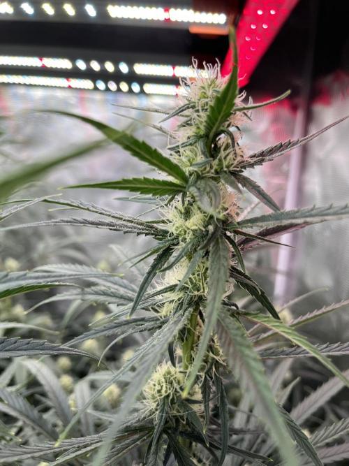 POLVORONES DE NARANJA. Week 9