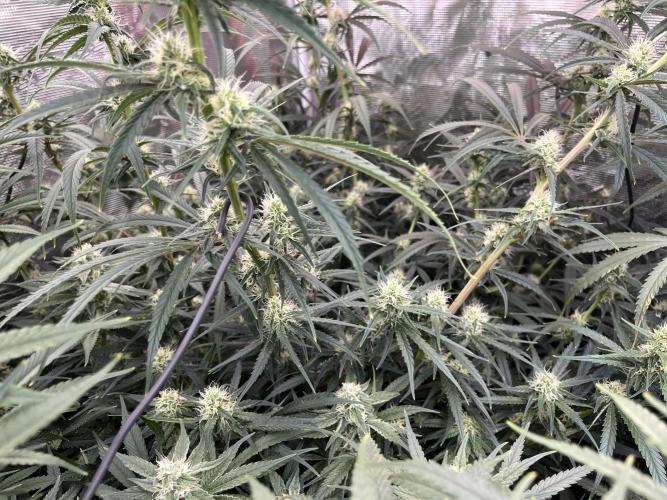 POLVORONES DE NARANJA. Week 9