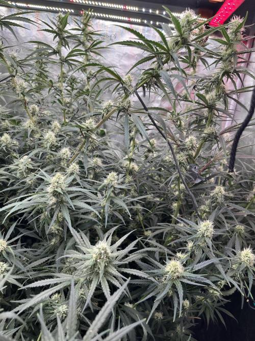 POLVORONES DE NARANJA. Week 9